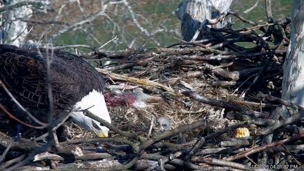 PA Farm Country Eagles Live Cams - Mar 18, 2026, 4:02pm EDT