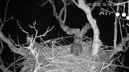 PA Farm Country Eagles Live Cams - Jan 16, 2026, 10:21pm EST