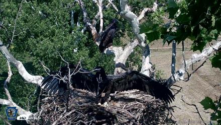 PA Farm Country Eagles Live Cams - Jun 5, 2026, 3:49pm EDT