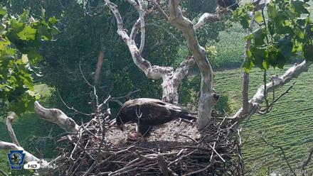 PA Farm Country Eagles Live Cams - Jul 19, 2026, 9:29am EDT