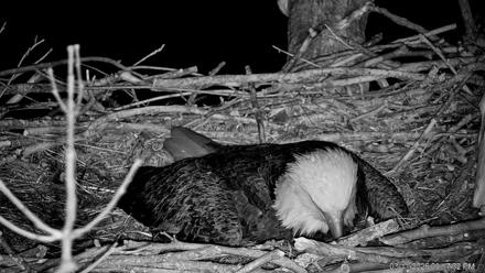 PA Farm Country Eagles Live Cams - Mar 11, 2026, 9:18pm EDT