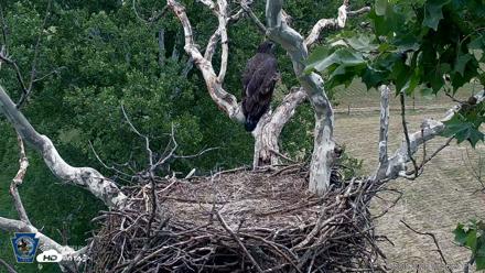 PA Farm Country Eagles Live Cams - Jun 8, 2026, 1:27pm EDT