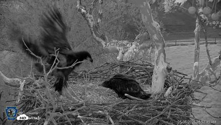 PA Farm Country Eagles Live Cams - May 6, 2026, 5:54am EDT