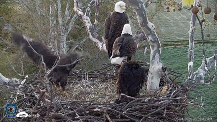 PA Farm Country Eagles Live Cams - May 4, 2026, 6:03am EDT