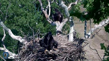 PA Farm Country Eagles Live Cams - Jun 5, 2026, 3:34pm EDT