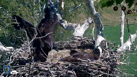 PA Farm Country Eagles Live Cams - May 16, 2026, 2:17pm EDT