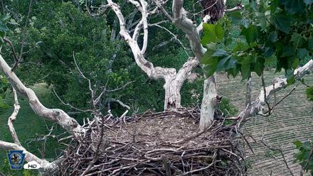 PA Farm Country Eagles Live Cams - Jul 7, 2026, 6:53pm EDT