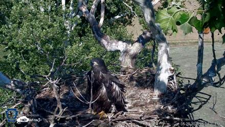 PA Farm Country Eagles Live Cams - May 29, 2026, 5:35pm EDT