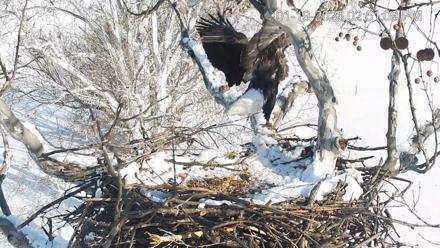 PA Farm Country Eagles Live Cams - Jan 19, 2026, 2:52pm EST