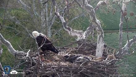PA Farm Country Eagles Live Cams - Apr 20, 2026, 8:40am EDT