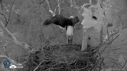 PA Farm Country Eagles Live Cams - Jul 27, 2026, 5:56am EDT