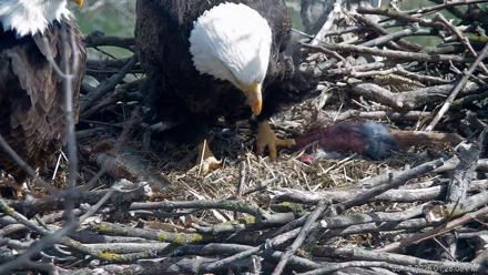 PA Farm Country Eagles Live Cams - Mar 17, 2026, 1:28pm EDT
