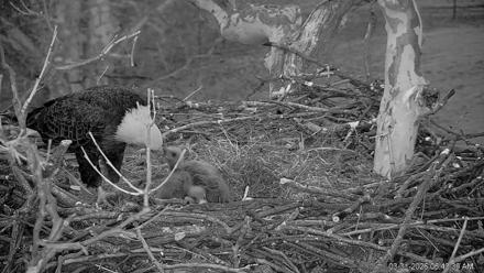 PA Farm Country Eagles Live Cams - Mar 31, 2026, 6:44am EDT