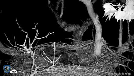 PA Farm Country Eagles Live Cams - May 23, 2026, 2:40am EDT