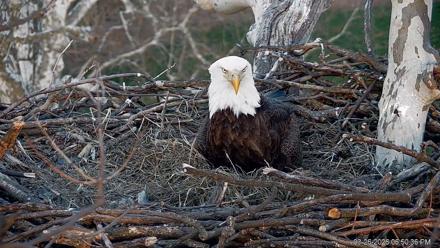 PA Farm Country Eagles Live Cams - Mar 26, 2026, 6:51pm EDT