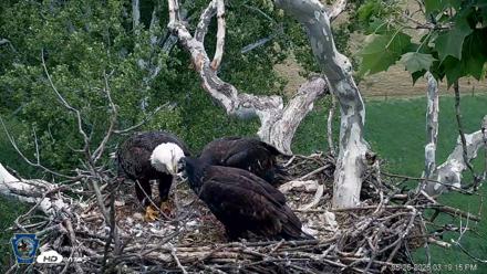 PA Farm Country Eagles Live Cams - May 26, 2026, 3:20pm EDT