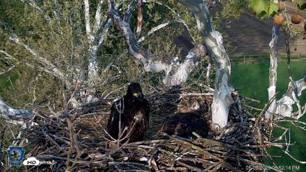 PA Farm Country Eagles Live Cams - May 9, 2026, 6:52pm EDT