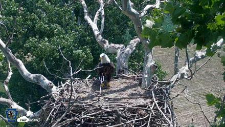 PA Farm Country Eagles Live Cams - Jul 3, 2026, 12:26pm EDT