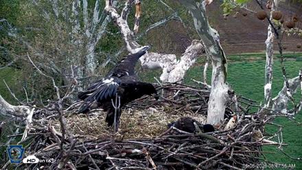 PA Farm Country Eagles Live Cams - May 6, 2026, 8:48am EDT