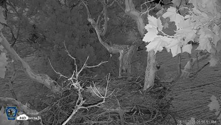 PA Farm Country Eagles Live Cams - Aug 10, 2026, 5:58am EDT