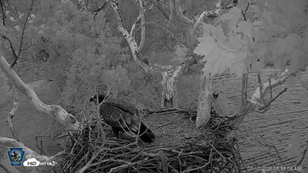 PA Farm Country Eagles Live Cams - Jul 17, 2026, 5:59am EDT