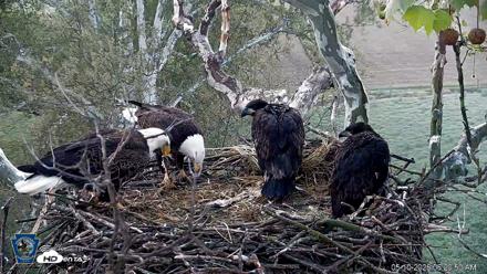 PA Farm Country Eagles Live Cams - May 10, 2026, 6:21am EDT