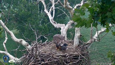 PA Farm Country Eagles Live Cams - Jul 18, 2026, 8:46am EDT