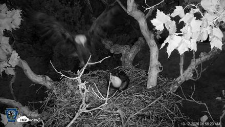 PA Farm Country Eagles Live Cams - Oct 12, 2026, 6:59am EDT