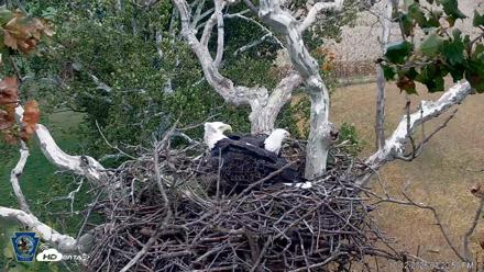 PA Farm Country Eagles Live Cams - Oct 12, 2026, 3:21pm EDT