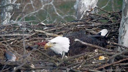 PA Farm Country Eagles Live Cams - Mar 18, 2026, 3:44pm EDT