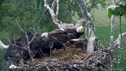 PA Farm Country Eagles Live Cams - May 22, 2026, 8:12am EDT