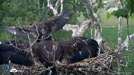 PA Farm Country Eagles Live Cams - May 22, 2026, 7:40am EDT
