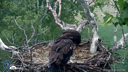 PA Farm Country Eagles Live Cams - May 24, 2026, 10:29am EDT