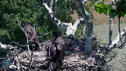 PA Farm Country Eagles Live Cams - May 29, 2026, 11:59am EDT