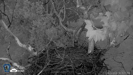 PA Farm Country Eagles Live Cams - Aug 2, 2026, 8:16pm EDT