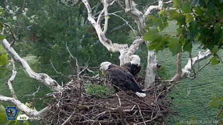 PA Farm Country Eagles Live Cams - Aug 14, 2026, 6:30am EDT