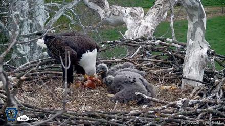 PA Farm Country Eagles Live Cams - Apr 13, 2026, 11:30am EDT