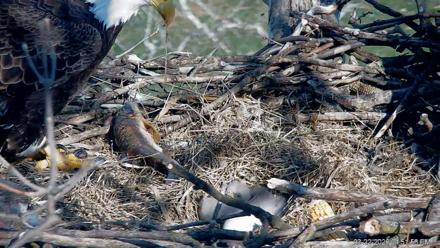PA Farm Country Eagles Live Cams - Mar 22, 2026, 4:52pm EDT