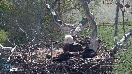 PA Farm Country Eagles Live Cams - May 3, 2026, 9:38am EDT
