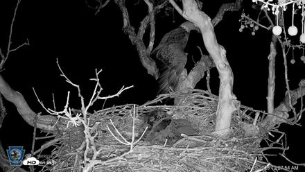 PA Farm Country Eagles Live Cams - Apr 20, 2026, 12:28am EDT