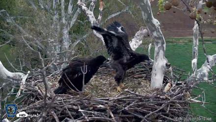 PA Farm Country Eagles Live Cams - May 6, 2026, 7:20am EDT