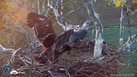 PA Farm Country Eagles Live Cams - May 8, 2026, 6:06am EDT