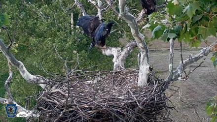 PA Farm Country Eagles Live Cams - Jun 1, 2026, 7:38pm EDT