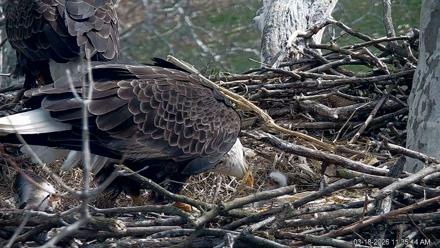 PA Farm Country Eagles Live Cams - Mar 18, 2026, 11:36am EDT