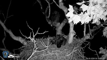 PA Farm Country Eagles Live Cams - Jun 25, 2026, 9:19pm EDT