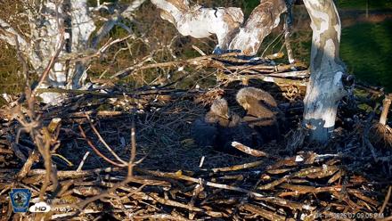 PA Farm Country Eagles Live Cams - Apr 11, 2026, 7:09pm EDT