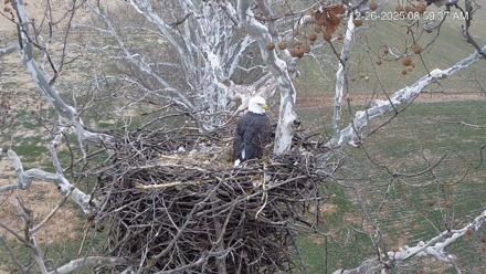 PA Farm Country Eagles Live Cams - Dec 26, 2025, 9:00am EST