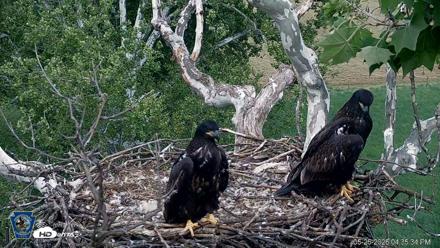 PA Farm Country Eagles Live Cams - May 26, 2026, 4:36pm EDT