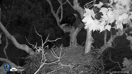 PA Farm Country Eagles Live Cams - Jul 21, 2026, 5:39am EDT