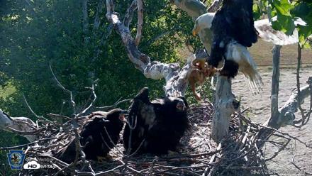 PA Farm Country Eagles Live Cams - Jun 1, 2026, 8:54am EDT